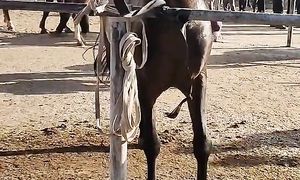 15.09.2024 Тараз Жамбыл Ас-ер мал базары жылқылар бағасы.Horse market Kazakhstan